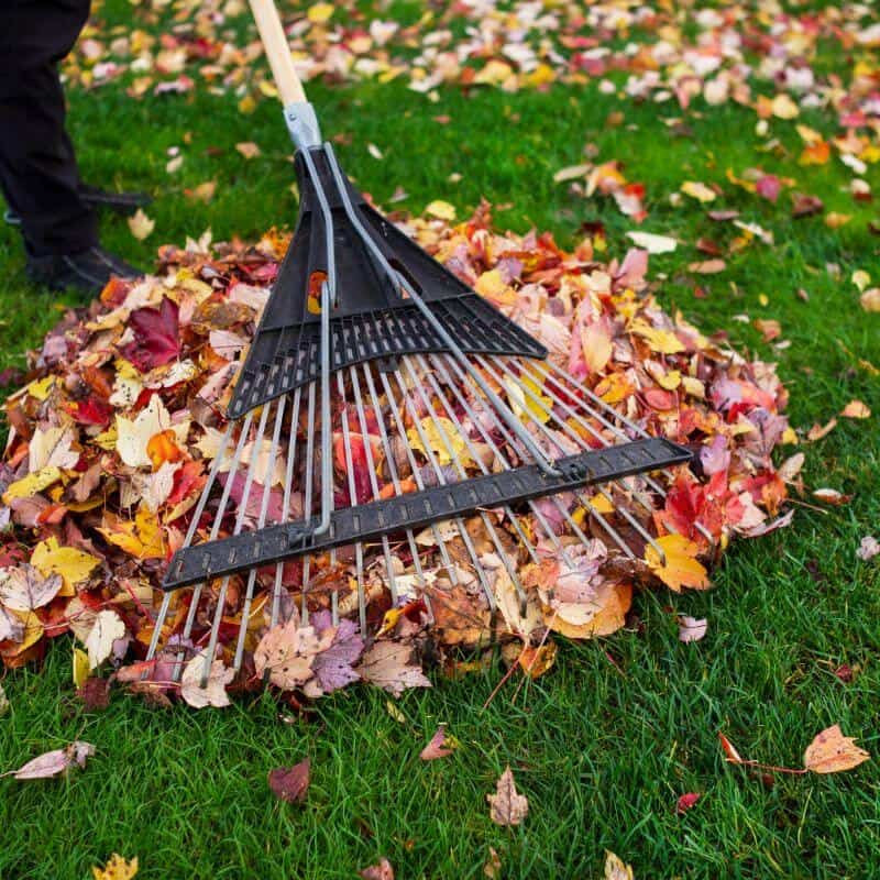 Fall cleanup services